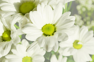 White Flower Spiritual Altar Cleanse